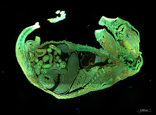 Fluorescence Mouseembryo Axio Zoom Bio