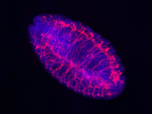 Fluorescence Drosophila Axio Zoom